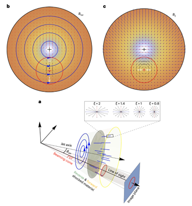 Polarized optical